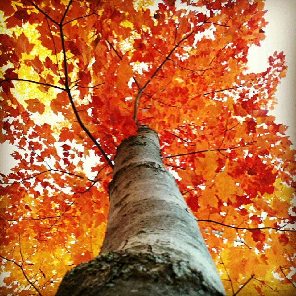 Fall-Pics