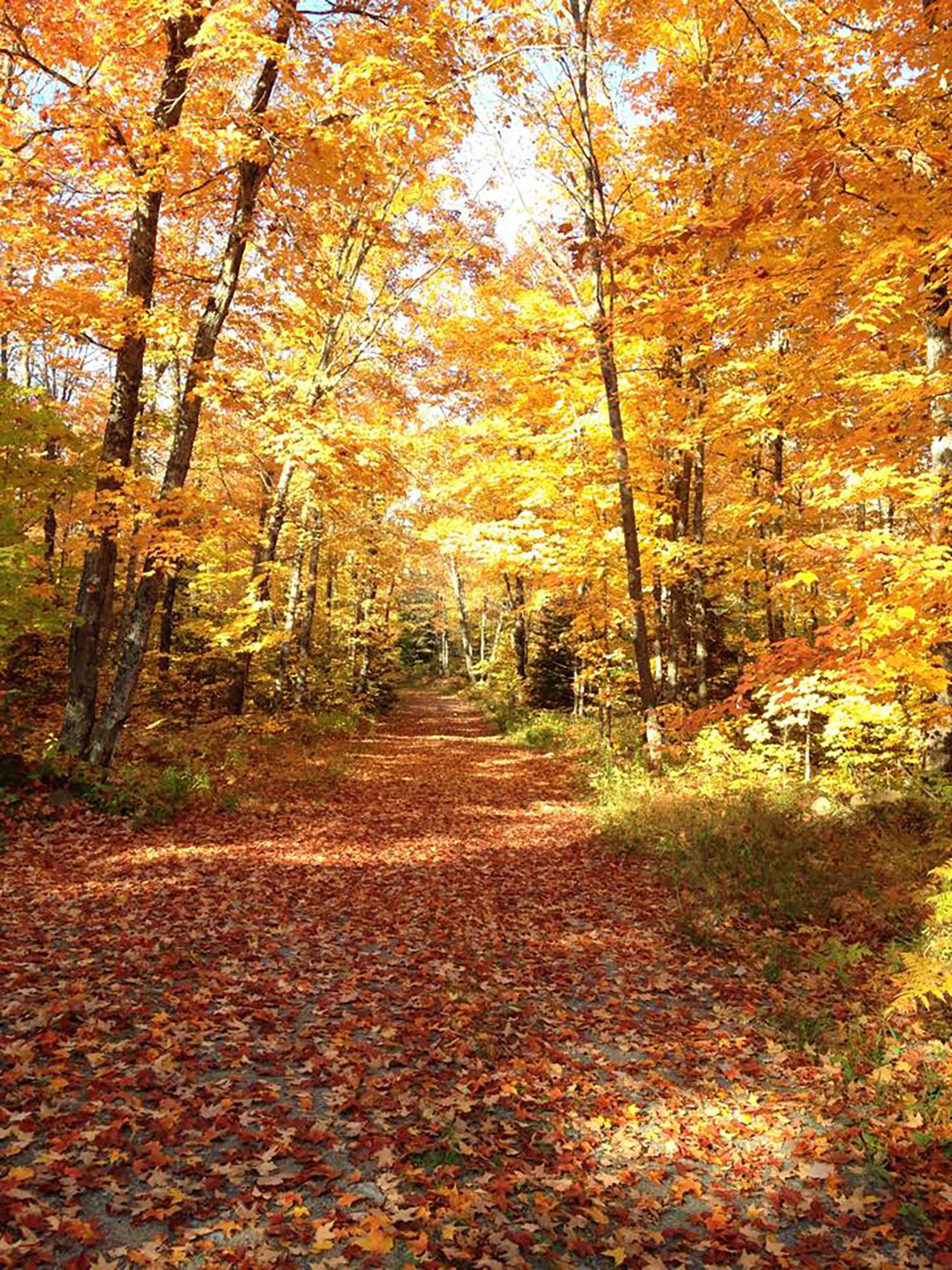 Fall Spectacular 2