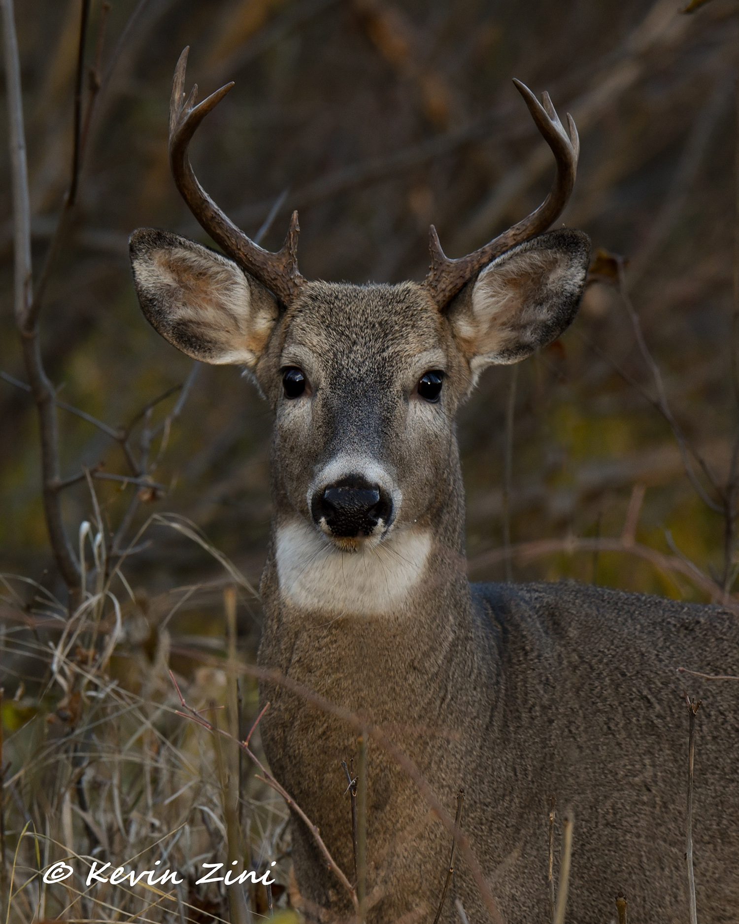 A whitetail buck looking up from the brush at the edge of the Iron County woods in late fall