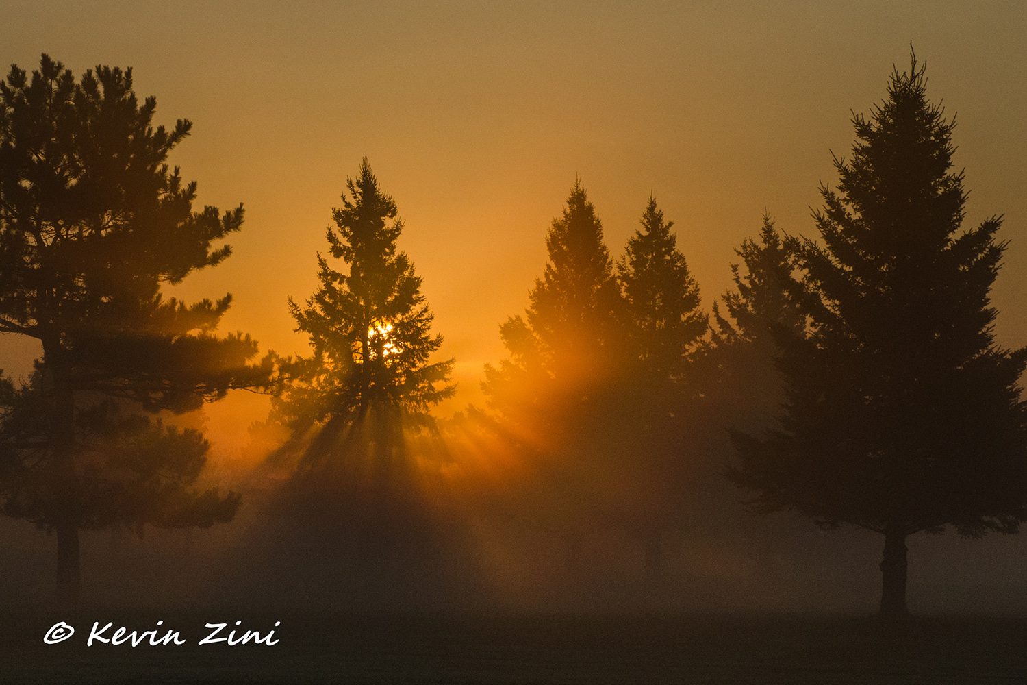 The sun rising through fog behind a line of spruce on a fall morning