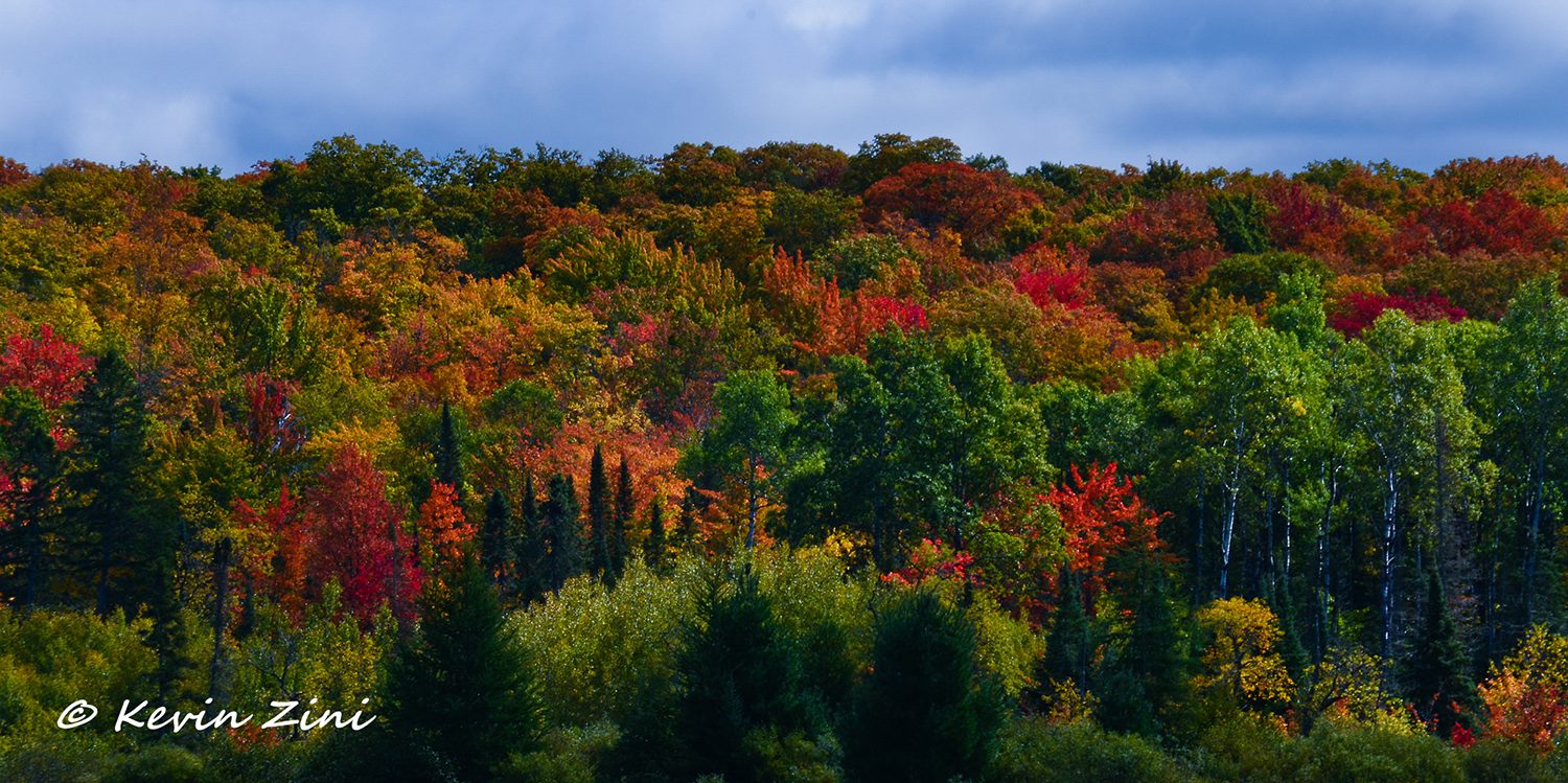 A ridge of maple, birch and spruce in full fall color in Iron County