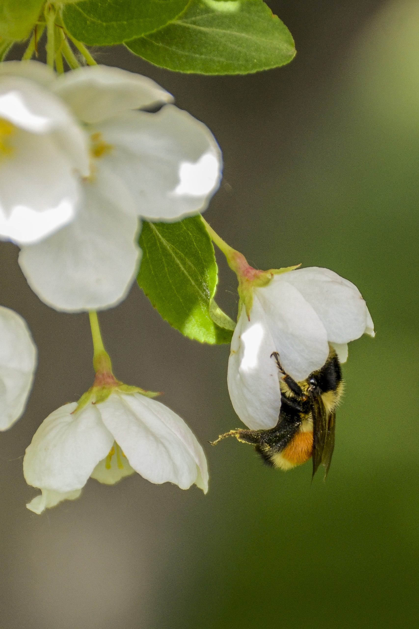 White spring blossoms on a branch with a bumblebee