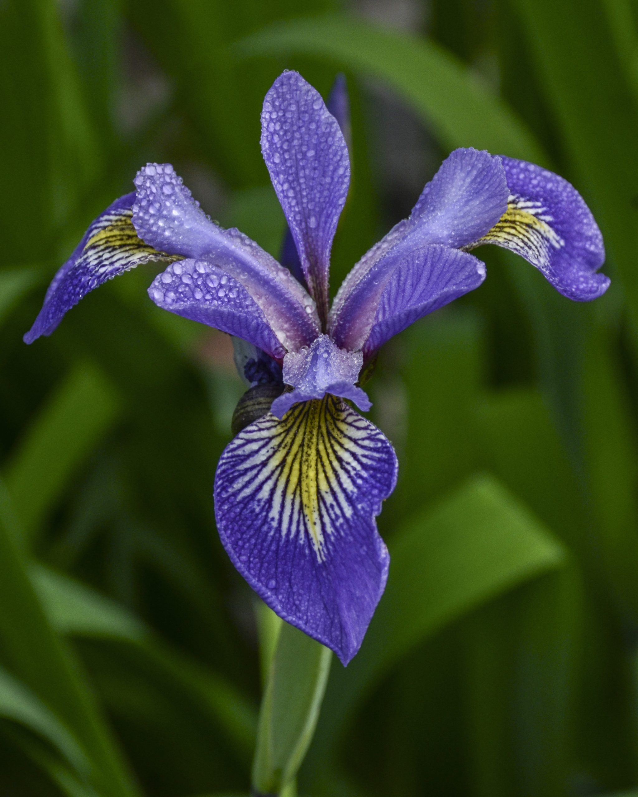 A blue flag iris in bloom