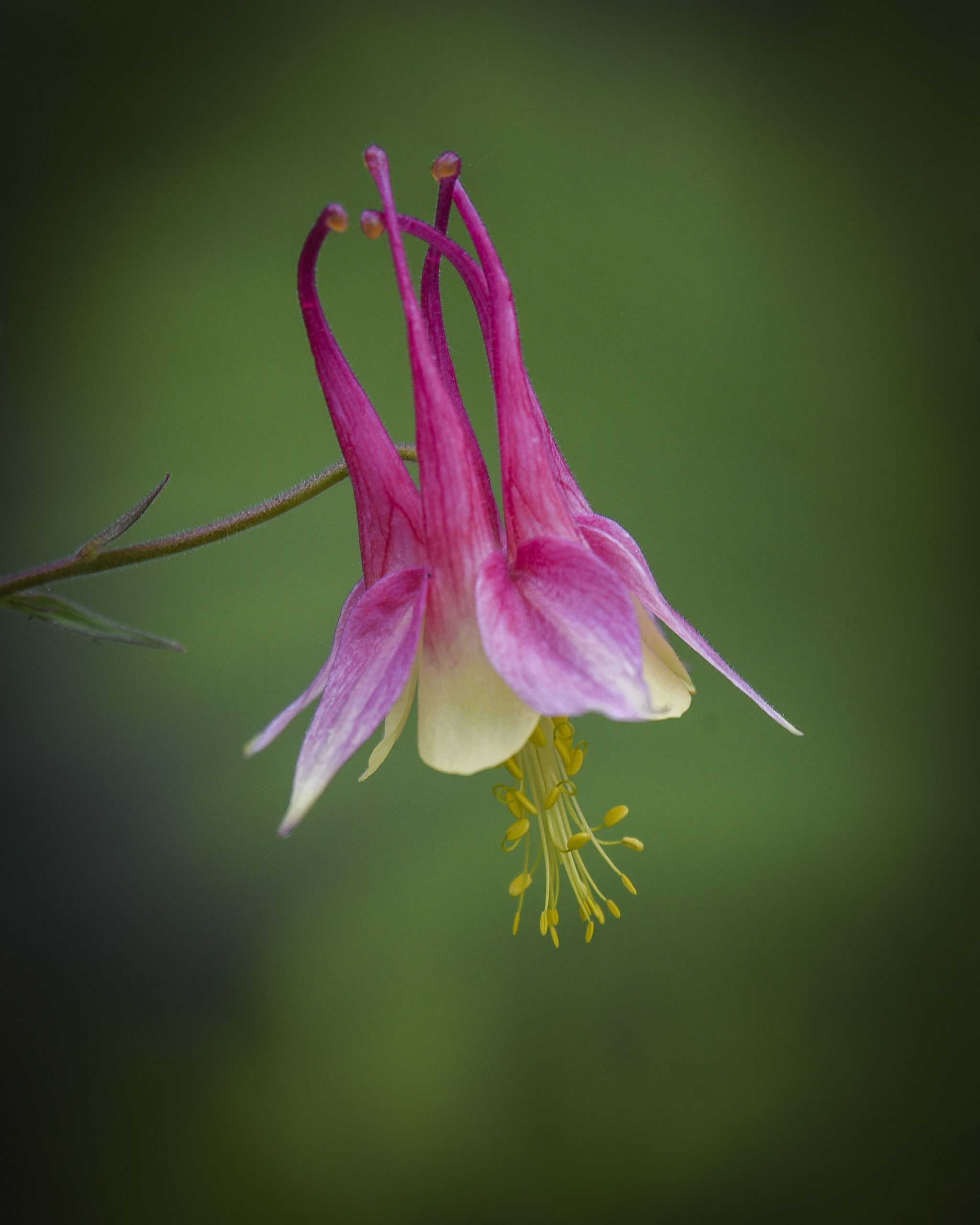 A wild columbine flower in the spring woods
