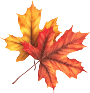leaf