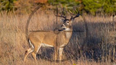 A whitetail Buck late afternoon in the fall field startled in the cross hairs
