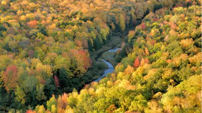 A vast forest in Upper Michigan in Fall. Daytime minimal sun