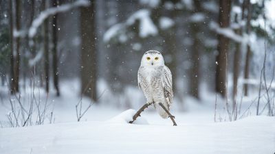 Snow white Owl Perched on a Bent Branch staring at the camera enjoying the first snow