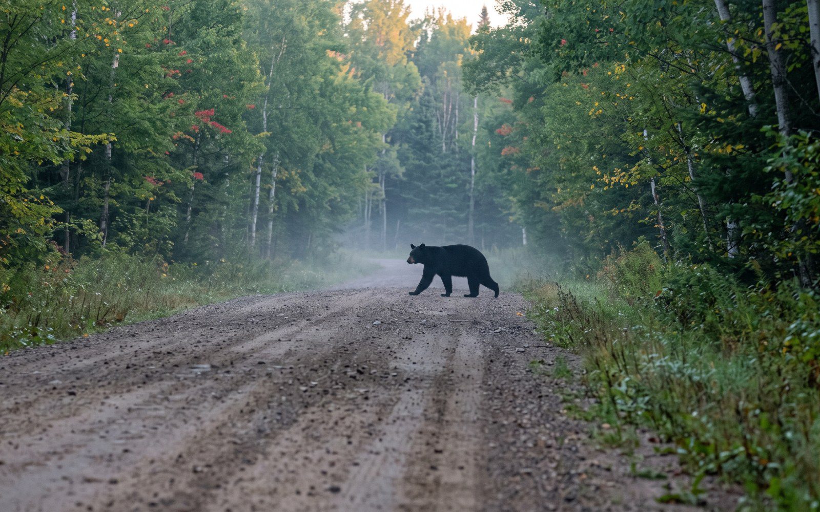 Black bear in an Iron County Michigan forest