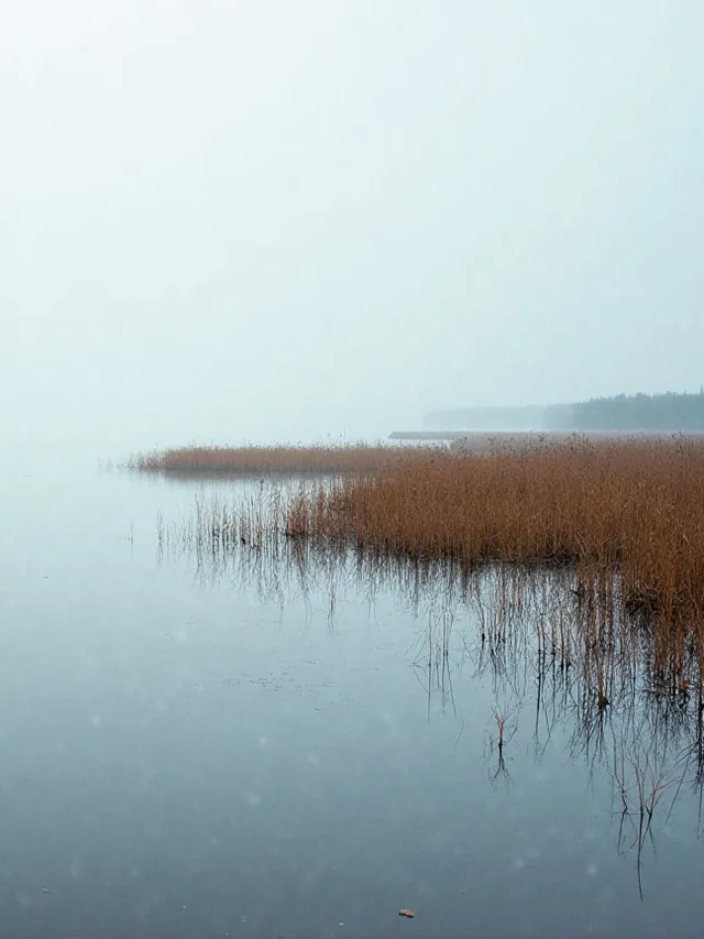 Reeds at the edge of calm, fog-covered water on a grey fall morning