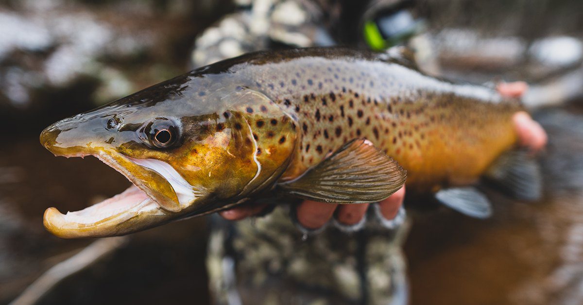 A wild brown trout held just above a cold, dark Upper Peninsula river