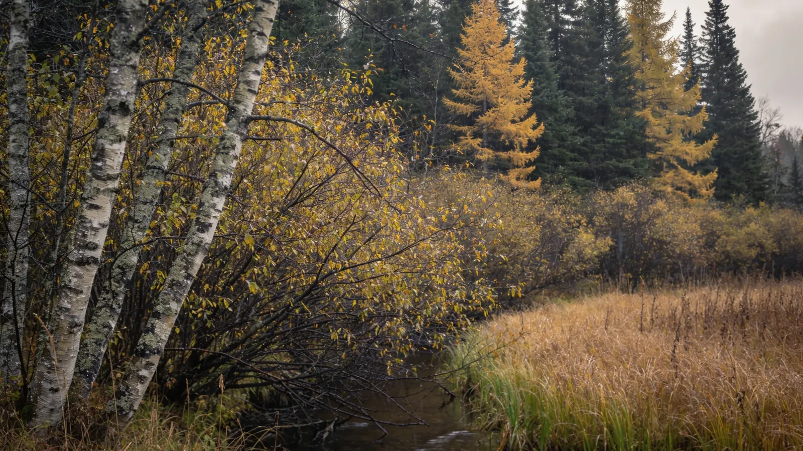 An alder thicket with yellowing leaves along a small creek, with tamarack and spruce behind