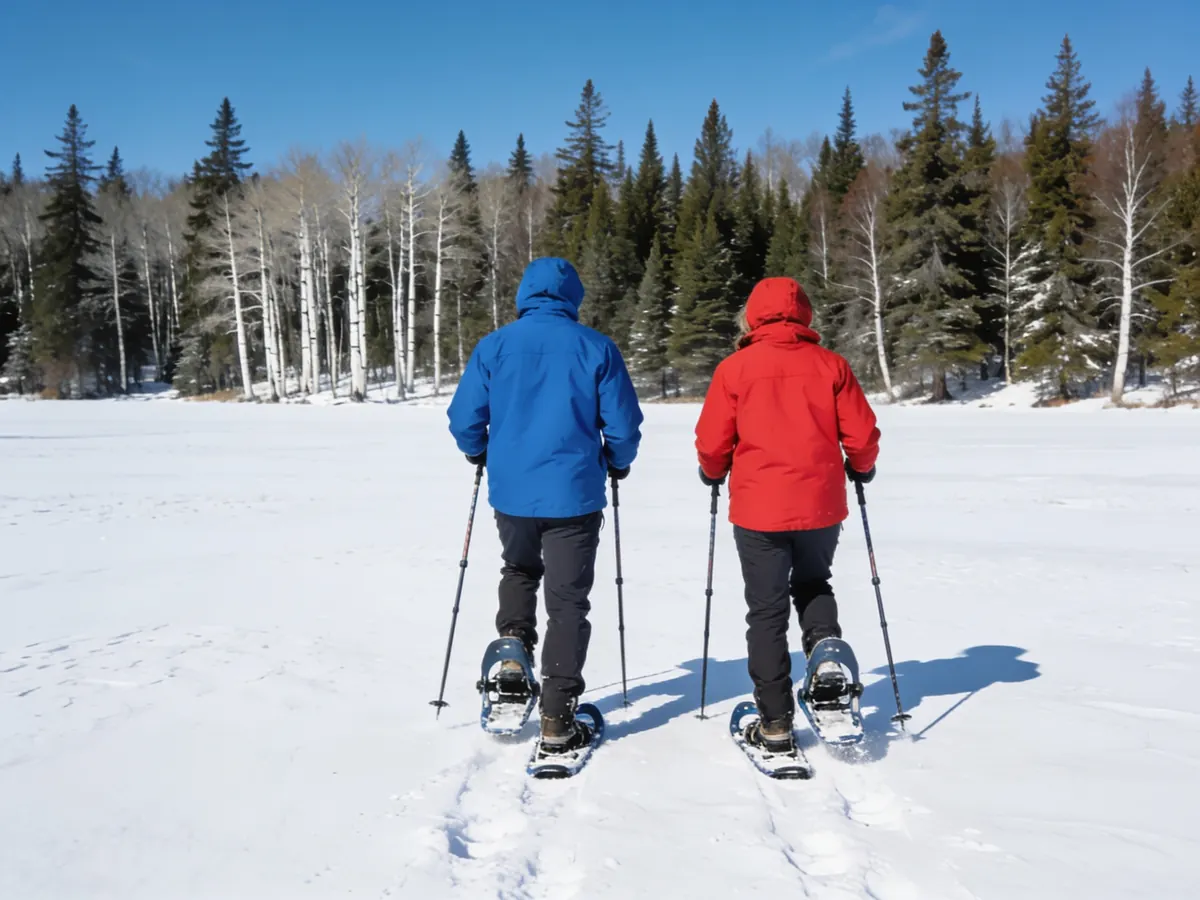 Two snowshoers crossing a sunny snowy meadow at the edge of a spruce and birch forest